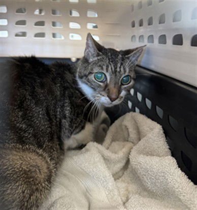 THOMAS - Domestic Short Hair available for adoption