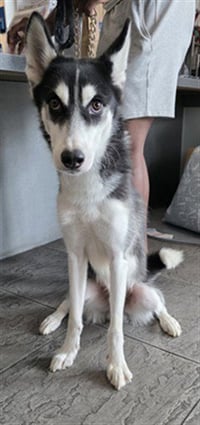BRUNO - Photo 1