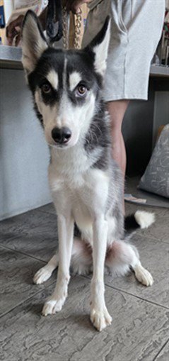 BRUNO - Siberian Husky available for adoption