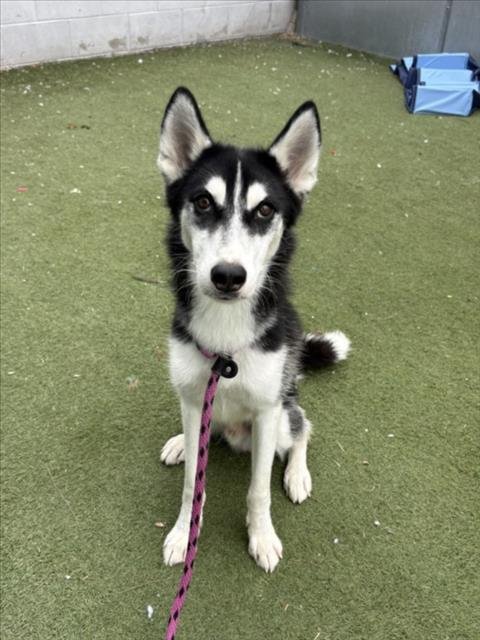 BRUNO - Siberian Husky available for adoption
