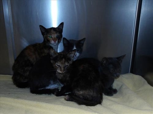 BEAUTIFUL - Domestic Short Hair available for adoption