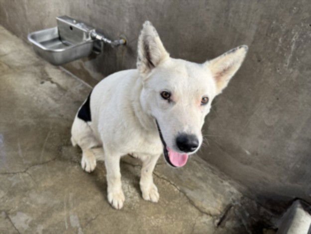 OCHITO - German Shepherd Dog available for adoption