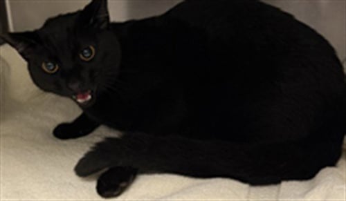 HUEY - Domestic Short Hair available for adoption