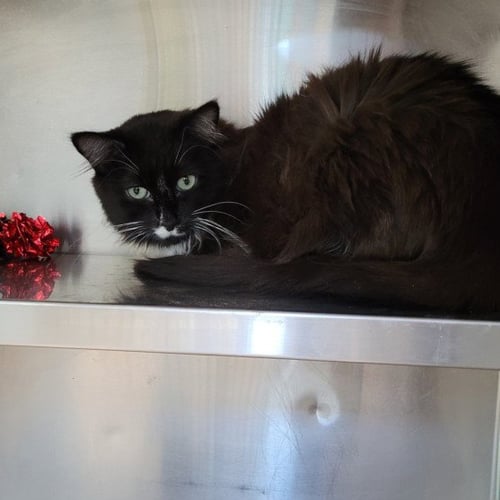 BALI - Domestic Short Hair available for adoption