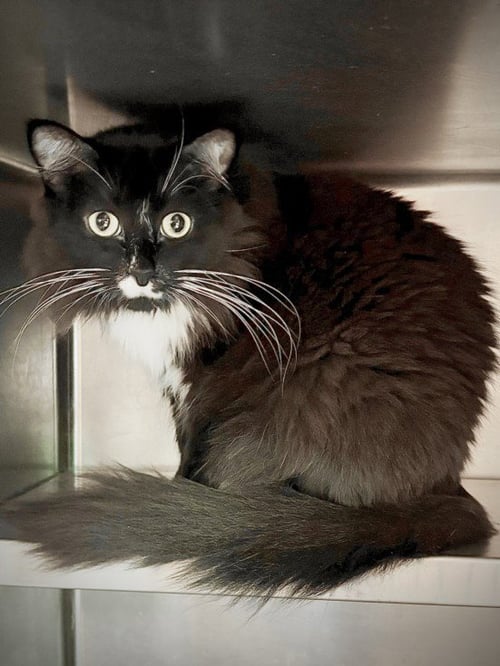 BALI - Domestic Short Hair available for adoption