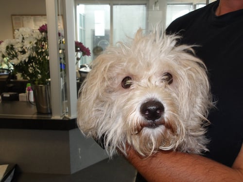 BEAR - Maltese available for adoption