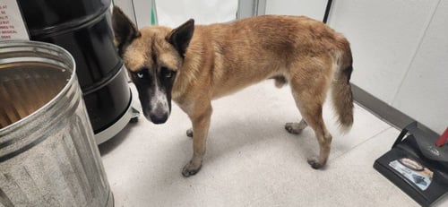 BUELLER - German Shepherd Dog available for adoption