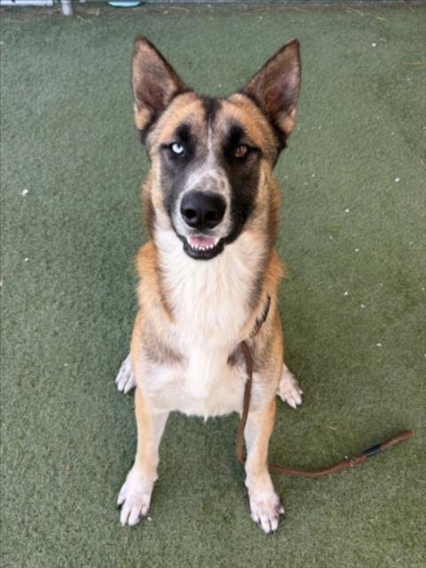 BUELLER - German Shepherd Dog available for adoption