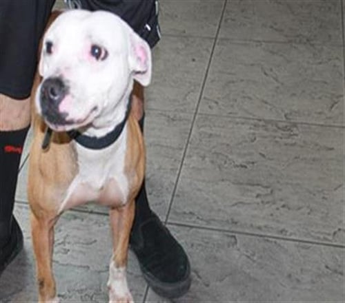 GALTIE - Mastiff available for adoption