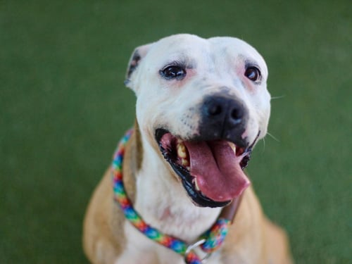 GALTIE - Pit Bull Terrier available for adoption