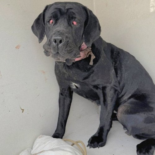 PETUNIA - Mastiff available for adoption
