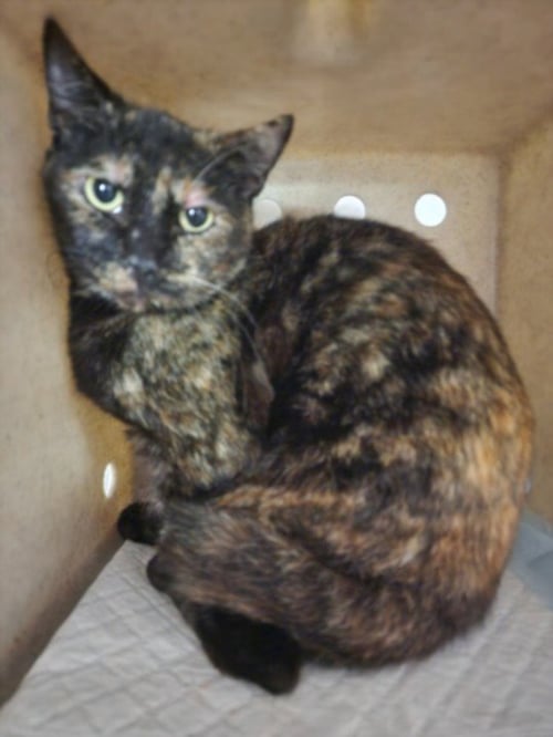 SAHARA - Domestic Short Hair available for adoption