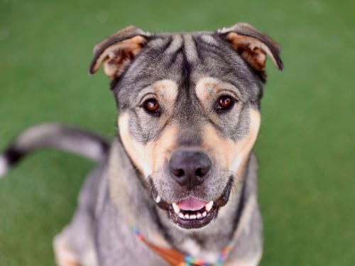 MORTY - Siberian Husky / Labrador Retriever available for adoption