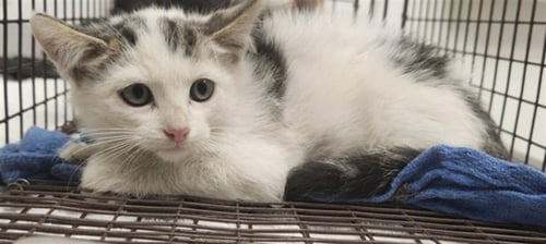 BRIAN - Domestic Short Hair available for adoption