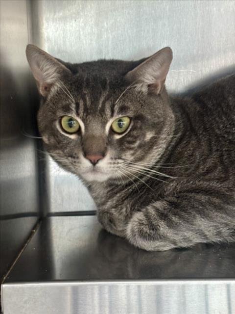 AZUAL - Domestic Short Hair available for adoption