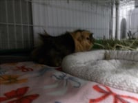 GIGGLES - Photo 1