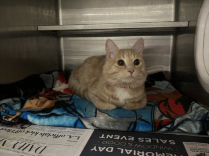 SAFFRON - Domestic Long Hair available for adoption