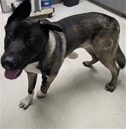 BIGGIE - Akita available for adoption