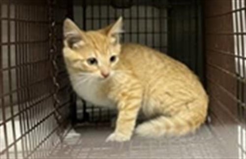 COGSWORTH - Domestic Short Hair available for adoption