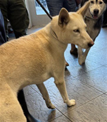 AURORA - Siberian Husky available for adoption