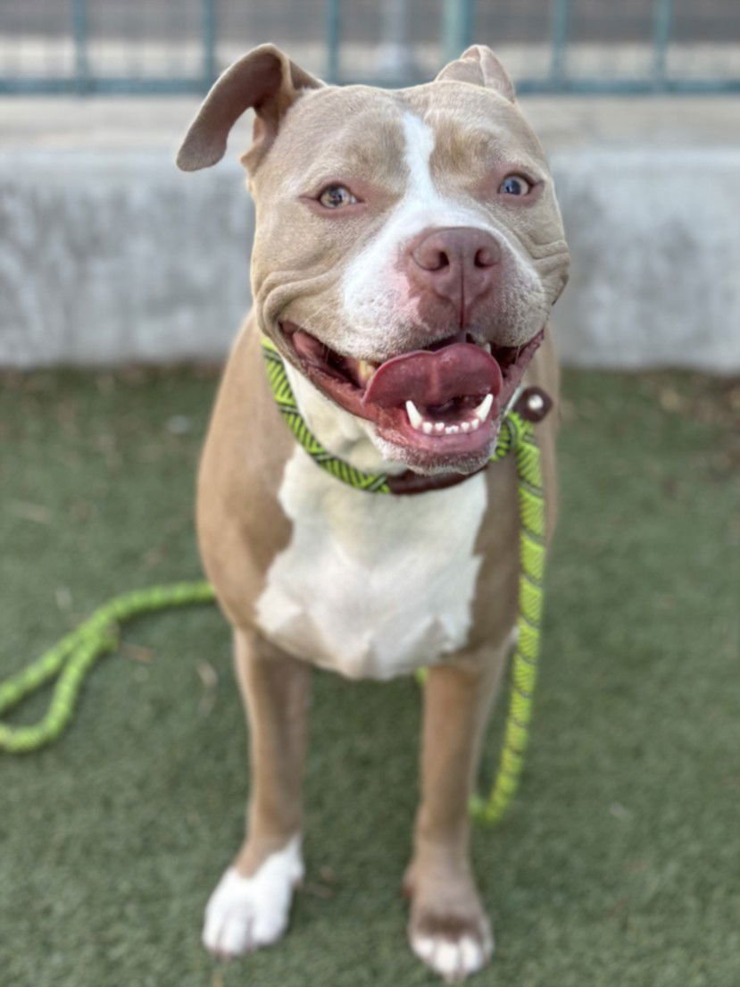 BABY - Pit Bull Terrier available for adoption