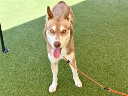 ALTA - Siberian Husky available for adoption