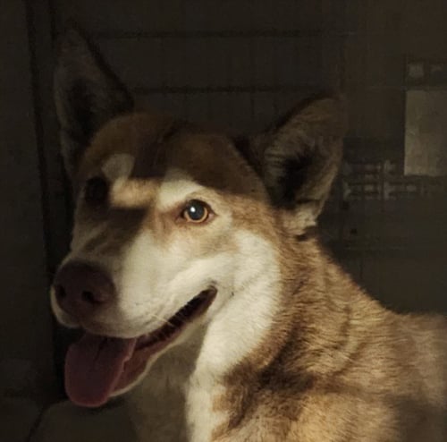 ALTA - Siberian Husky available for adoption