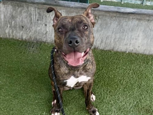 KELLY - Pit Bull Terrier available for adoption