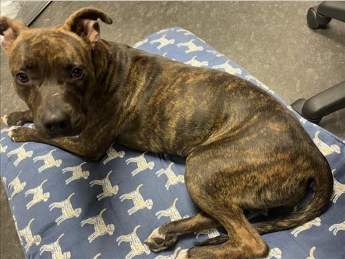 KELLY - Pit Bull Terrier available for adoption