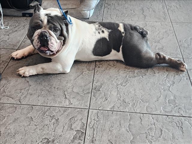 OG - Bulldog available for adoption