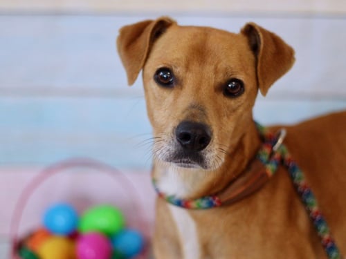 KENNY - Labrador Retriever / Chihuahua available for adoption