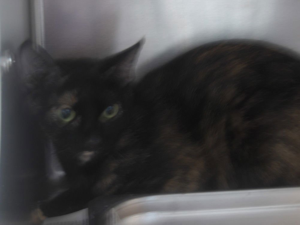 SUNNY - Domestic Short Hair available for adoption