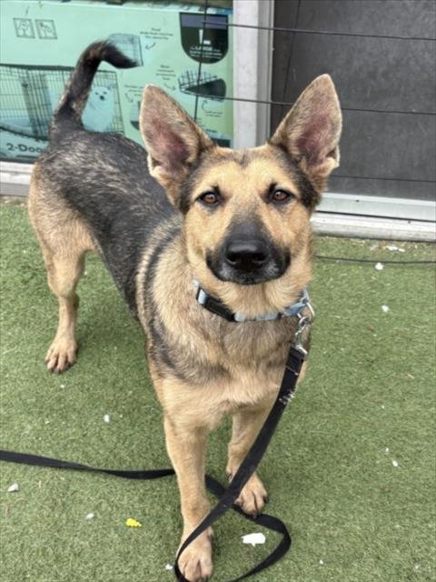 KISMET - German Shepherd Dog available for adoption