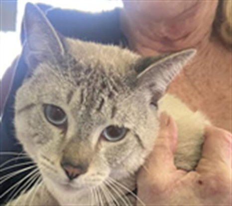 BROTHER - Siamese available for adoption