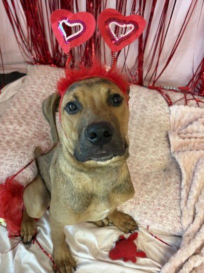 CUNHA - Cane Corso Mastiff available for adoption