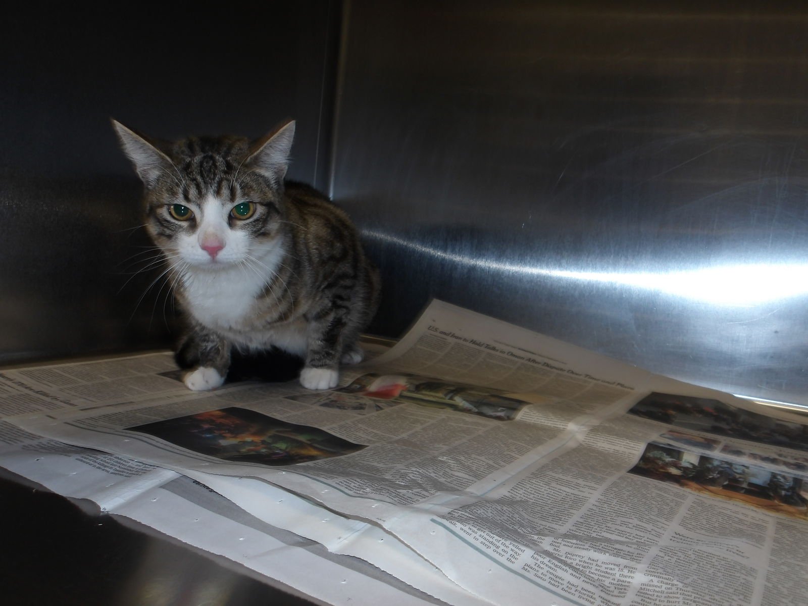 MEIJI - Domestic Short Hair available for adoption