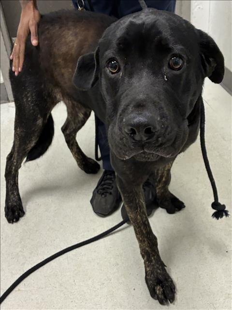 BRUNO - Labrador Retriever available for adoption