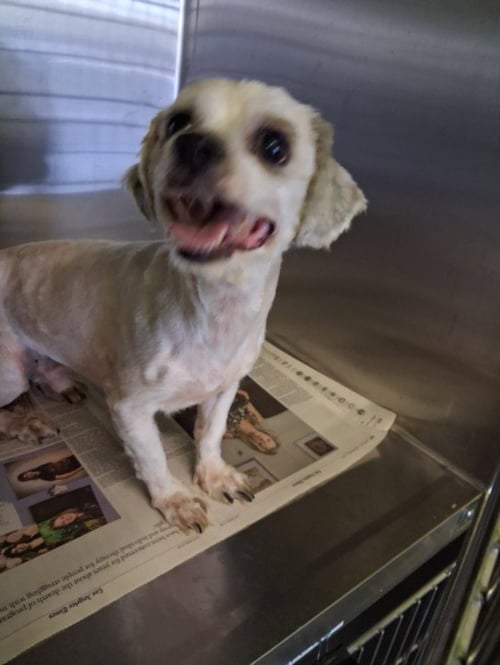 PEPE - Maltese / Poodle (Miniature) available for adoption