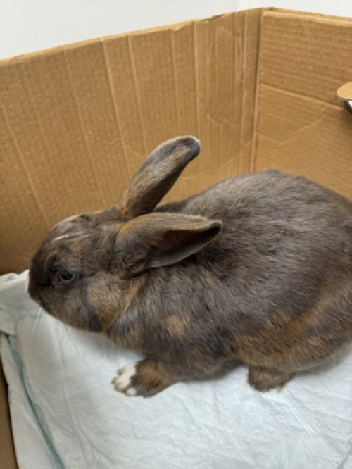 BLUE EYES - Shorthaired Rabbit available for adoption