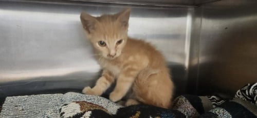 WOODY - Domestic Short Hair available for adoption