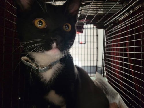 CHILI - Domestic Short Hair available for adoption