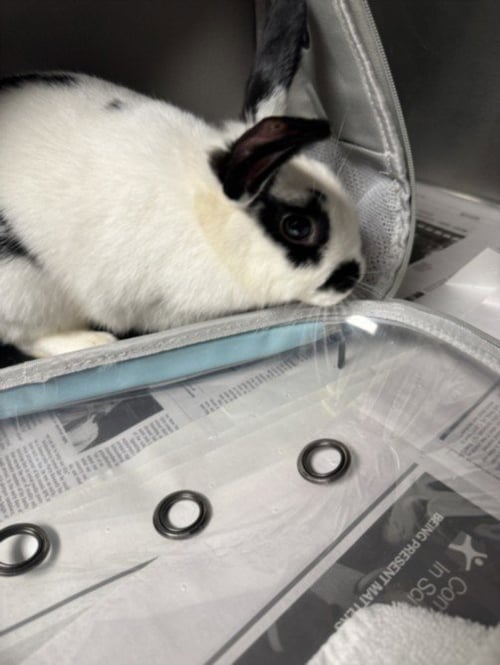 BOBBY - Shorthaired Rabbit available for adoption