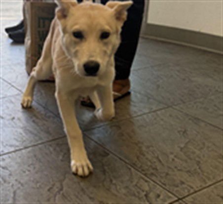 SHIRLEY - Siberian Husky available for adoption