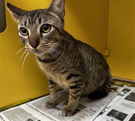 NOEMI - Domestic Short Hair available for adoption