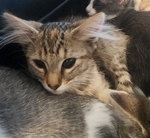 RAVIOLI - Domestic Short Hair available for adoption