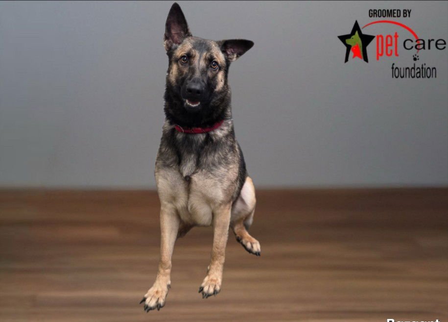EMERALD - German Shepherd Dog available for adoption