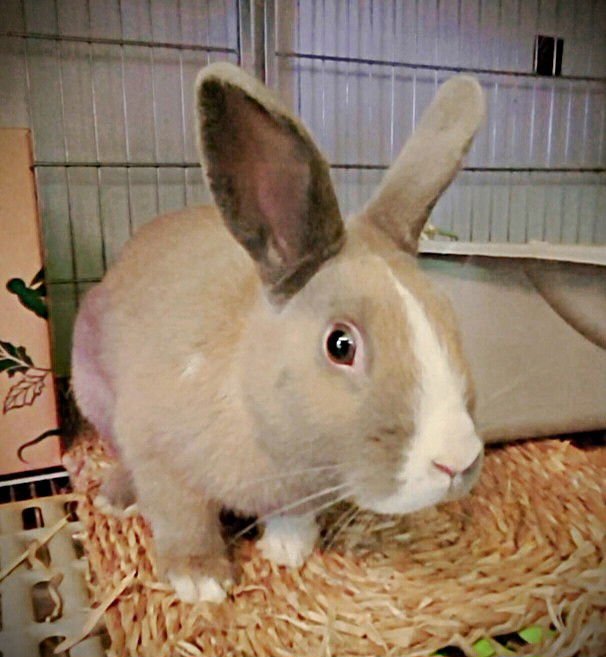 REID - Shorthaired Rabbit available for adoption