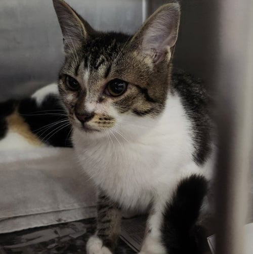 LUCILE WATSON - Domestic Short Hair available for adoption