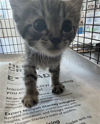 AUGUST - Domestic Short Hair available for adoption