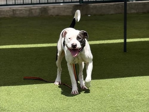 BRODY - Staffordshire Bull Terrier available for adoption